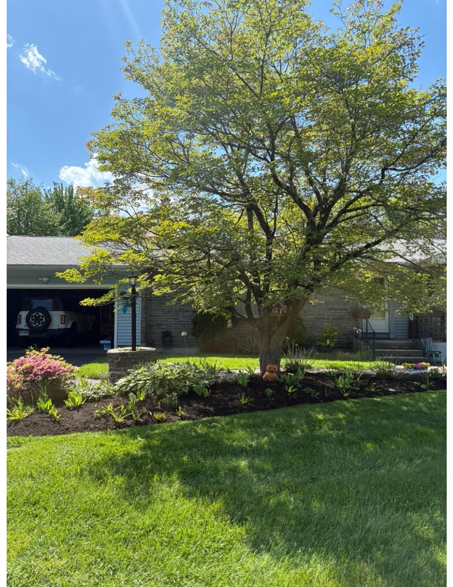 Ranch home with mature ornamental tree and freshly mulched flower beds